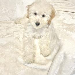 Sandy - Apricot female Goldendoodle puppy in Auburn, Georgia from Southern Poodles