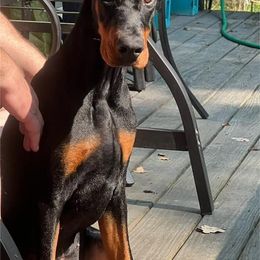 Doberman Pinscher Puppies from JM Dobermans