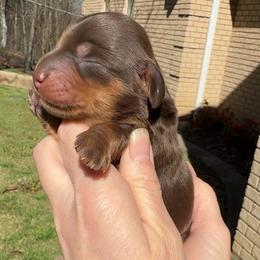 Chocolate and tan 3700 - Chocolate and tan female Dachshund puppy in Steele, Alabama from Taylored Dachshunds