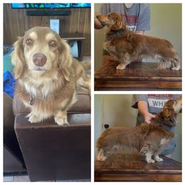 Arrow - Dachshund