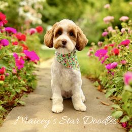 Olive - Goldendoodle