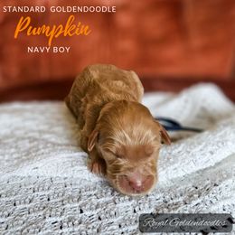 Pumpkin - Red  Goldendoodle puppy in El Campo, Texas from Royal Goldendoodles