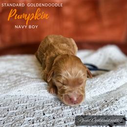 Pumpkin - Red  Goldendoodle puppy in El Campo, Texas from Royal Goldendoodles