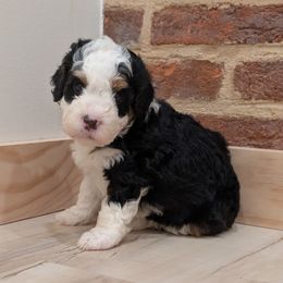 Walker - Tri-color male Bernedoodle puppy in Reinholds, Pennsylvania from Mountain Top Bernedoodles