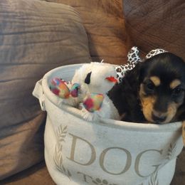 Dachshund Puppies from Katrina's Dachshunds