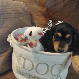 Dachshund Puppies from Katrina's Dachshunds