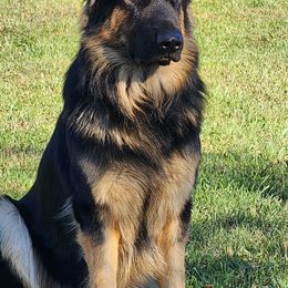 FREYR - German Shepherd