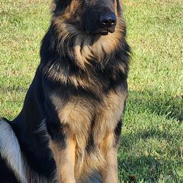 FREYR - German Shepherd
