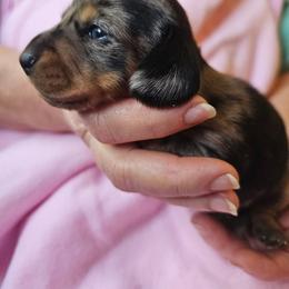 Black and tan dapple female - Dapple female Dachshund puppy in Belle Rive, Illinois from Akin's Miniature Dachshunds, LLC