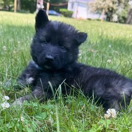 Puppy 1 - Black and silver male Shiloh Shepherd puppy in Newton, New Hampshire from Smokeshow Shilohs and Shepherds