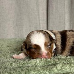 Boy 3 - Red merle male Toy Australian Shepherd puppy in Sulphur, Louisiana from Triple J Aussies and Corgis