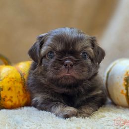 Red collar - Fawn male Pekingese puppy in Conroe, Texas from SFLK