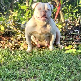 Cali - American Bulldog