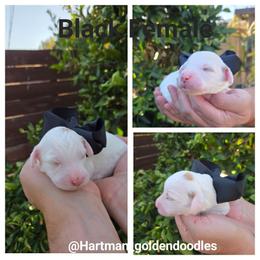 Black - Parti female Goldendoodle puppy in Upland, California from Hartman Goldendoodles