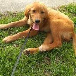 Golden Retriever Puppies from Ginger Snap Golden Retrievers