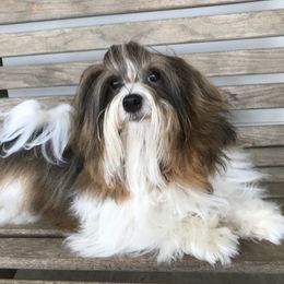 Timmy - Havanese