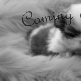 Boy 1 - Black tan and white male Japanese Chin puppy in Johnson City, Tennessee from Erin & Friends Japanese Chin