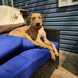 Sally - Catahoula Leopard Dog