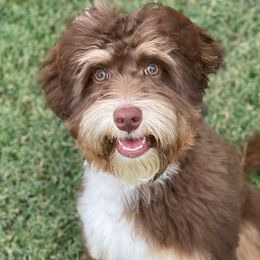 Rue - Australian Labradoodle