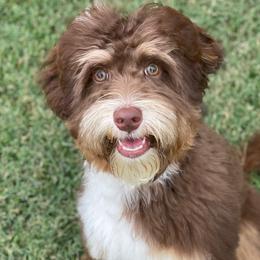 Rue - Australian Labradoodle