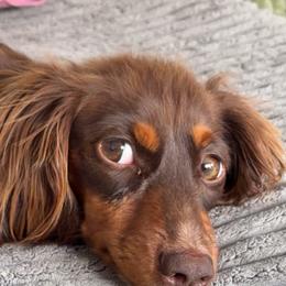 Dachshund All Grown Up from Rockin F6 Dachshunds