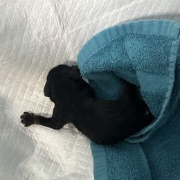 Blue collar - Black and tan male Cocker Spaniel puppy in Cleveland, Ohio from Buckeye Country Kennel