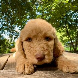 Lola - Apricot female Goldendoodle puppy in Heath, Texas from Doodles Divine