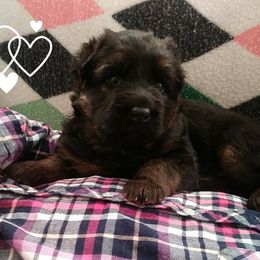 German Shepherd Puppies from Countryside Kennel
