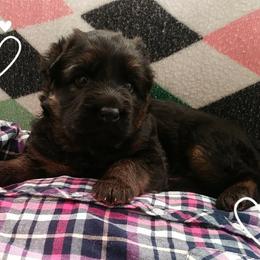 German Shepherd Puppies from Countryside Kennel