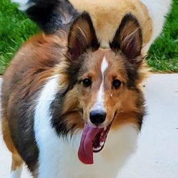 Sabrena - Shetland Sheepdog