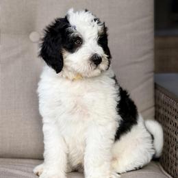 Thunderroarus - male Australian Mountain Doodle puppy in Decatur, Illinois from Signature Doodles