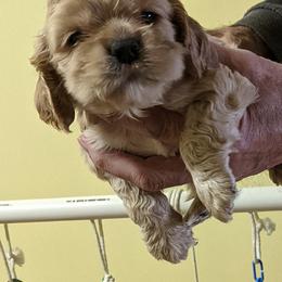 Boy 3 - Buff male Cocker Spaniel puppy in Ferron, Utah from Jacobsen's Cockers