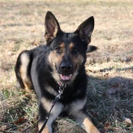 Hera - German Shepherd