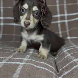 Coco - Chocolate and tan female Dachshund puppy in Aubrey, Texas from Dollhouse Doxies LLC