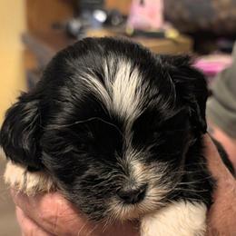 Joy - Black female Lhasa Apso puppy in Fort Worth, Texas from Cynthia's Lhasa Apsos