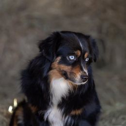 Sheridan - Toy Australian Shepherd