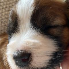 Saint Berdoodle Puppies from Tempe Town Saint Berdoodles