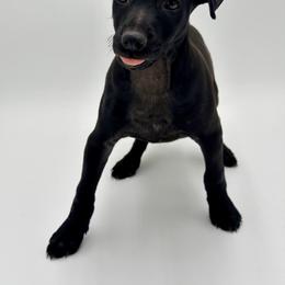 Bronco - Black male Xoloitzcuintli puppy in West Jordan, Utah from Majestic Nakids