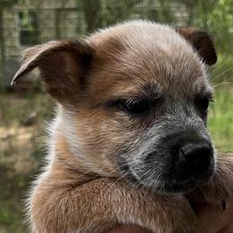 Girl 3 - Australian Cattle Dog puppy from BMK Heelers