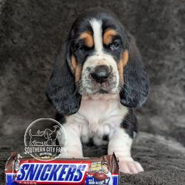Snickers - Black brown and white female Basset Hound puppy in Talbotton, Georgia from Southern City Bassets