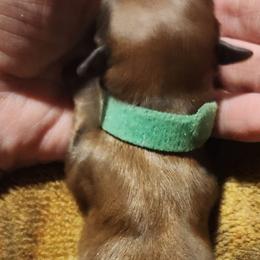 Ryan - Red male Lhasa Apso puppy in Jefferson, New York from Absolute Lhasa Love