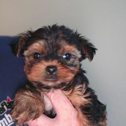 Tanana - Black and tan female Yorkshire Terrier puppy in West Plains, Missouri from Brinkley Yorkies