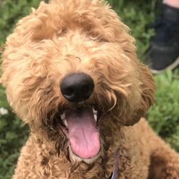 Goldendoodles from Simply Doodles LLC