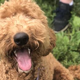 Goldendoodles from Simply Doodles LLC