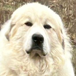 Casper - Great Pyrenees