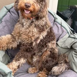 Cowboy - Goldendoodle