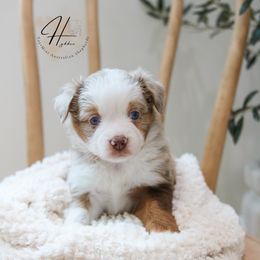 Muffin - Red merle male Toy Australian Shepherd puppy in Charlestown, Indiana from Hydden Aussies