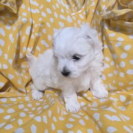 Milo - White male Maltese puppy in Austin, Texas from Austin Maltese Babies