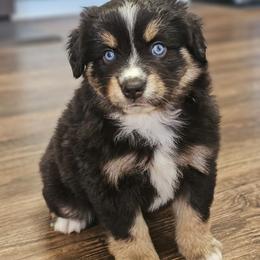 Ruger - Black tri male Miniature American Shepherd puppy in Tonopah, Arizona from King's Miniature American Shepherds