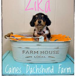 Zika - Piebald female Dachshund puppy in Cincinnati, Ohio from Caines Dachshund Farm